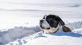 Adult Saint Bernard purebred dog playing around in deep Snow