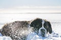 Adult Saint Bernard purebred dog playing around in deep Snow