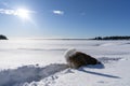 Adult Saint Bernard purebred dog playing around in deep Snow