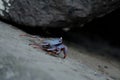 Crab walking on stone surface