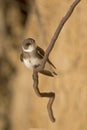 An adult sand martin Riparia riparia perched on a tree branch in Denmark. With in the background the colours of the sand wall. Royalty Free Stock Photo