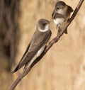 Adult sand martins Riparia riparia perched on a tree branch in Denmark. With in the background the colours of the sand wall. Royalty Free Stock Photo