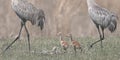 2 adult sandhill cranes walking with 2 baby colts walking between them