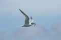 An adult Sandwich Tern, Sterna sandvicensis, in flight with a fish in its beak. Royalty Free Stock Photo