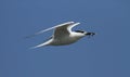 An adult Sandwich Tern, Sterna sandvicensis, in flight with a fish in its beak. Royalty Free Stock Photo