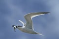 An adult Sandwich Tern, Sterna sandvicensis, in flight with a fish in its beak. Royalty Free Stock Photo