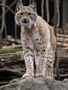 One Adult Scandinavian Lynx, Lynx Lynx Lynx, stands on tribe and watches the surroundings