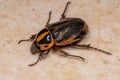 Adult Scarab Beetle