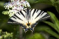 Adult of Scarce Swallowtail /Iphiclides podalirius Royalty Free Stock Photo