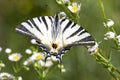 Adult of Scarce Swallowtail (Iphiclides podalirius