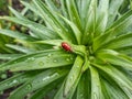 Adult scarlet lily beetle (Lilioceris lilii) sitting on a green lily plant leaf blade in garden. Its forewings are Royalty Free Stock Photo