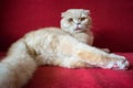 Adult Scottish fold cat lies on a red background. Castrate a male cat. Feline castration neutering surgery. Procedure that remove