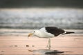 Adult seagull eating a meal in shallow water Royalty Free Stock Photo