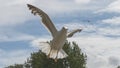 Adult Seagull in flight
