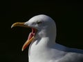 Adult Seagull / Herring gull portrait head and face with beak open