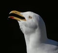 Adult Seagull / Herring gull portrait head and face with beak open