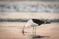 Adult seagull hunting in shallow waters Royalty Free Stock Photo