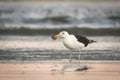 Adult seagull on shore with crab in beak Royalty Free Stock Photo