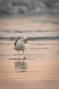 Adult seagull on shore with prey Royalty Free Stock Photo