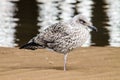 Adult Seagull