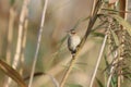 adult sedge warbler in winter plumage