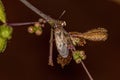 Adult Seed Bug Royalty Free Stock Photo