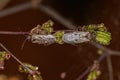 Adult Seed Bugs