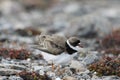 Adult Semipalmated Plover, Charadrius semipalmatus, ruffling its feathers on rocky arctic tundra