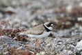 Adult Semipalmated Plover, Charadrius semipalmatus, standing on rocky arctic tundra Royalty Free Stock Photo