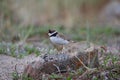 Adult Semipalmated Plover showing a side profile while standing on rock on the Canadian arctic