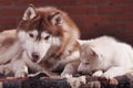 Adult senior dog and puppy husky communicating indoors toned