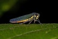 Adult Sharpshooter Insect