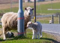 An adult sheep and baby lamb stand next to a lamp post on the side of the road
