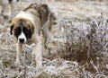 Adult sheep dog looking straight ahead