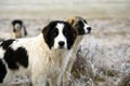 Adult sheep dog looking straight ahead