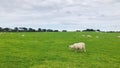 An adult sheep is grazing with its head down.