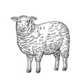 Adult Sheep Hand Drawn Vector Cattle Illustration. Lamb Domestic Animal Sketch. Engraving Style Drawing Isolated