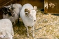 Adult sheep with horns looking at you