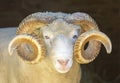 Adult Sheep Ram Headshot
