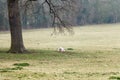 Adult sheep resting under a tree in a field of grass