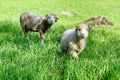 Two sheep, on a green pasture at the farm in mountains Royalty Free Stock Photo