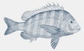 Adult sheepshead, a marine fish in side view