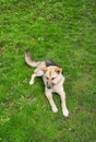 An adult shepherd lies in the grass. Walk outdoors. Healthy and happy dog Royalty Free Stock Photo