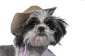 Adult shih tzu