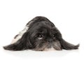 Adult Shih Tzu dog on white background