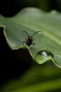 Adult Shining Leaf Beetle