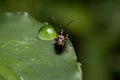 Adult Shining Leaf Beetle