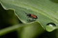 Adult Shining Leaf Beetle