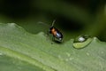 Adult Shining Leaf Beetle