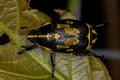 Adult Shining Leaf Chafer Beetle